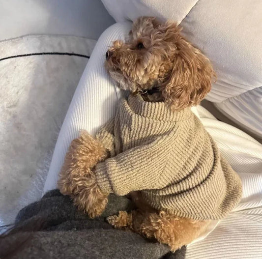 Small Dog Sweater